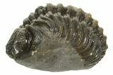 Long, Curled Morocops Trilobite - Morocco #323239-1